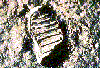Picture of footprint on the Moon