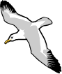 Picture of Flying Seagull