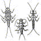 Learn More About the Pollution Sensitivity of DifferentOrganisms